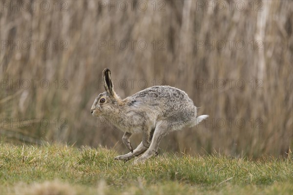 European Hare