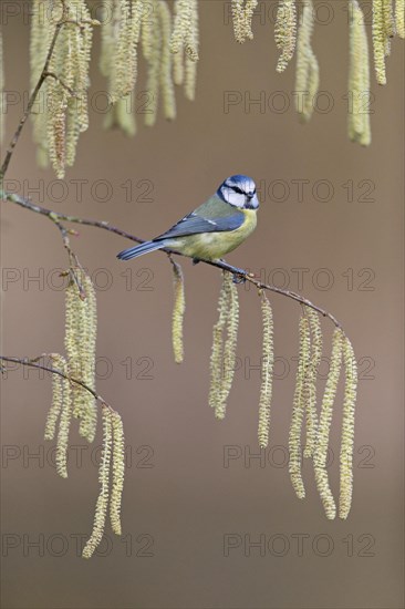 Blue Tit