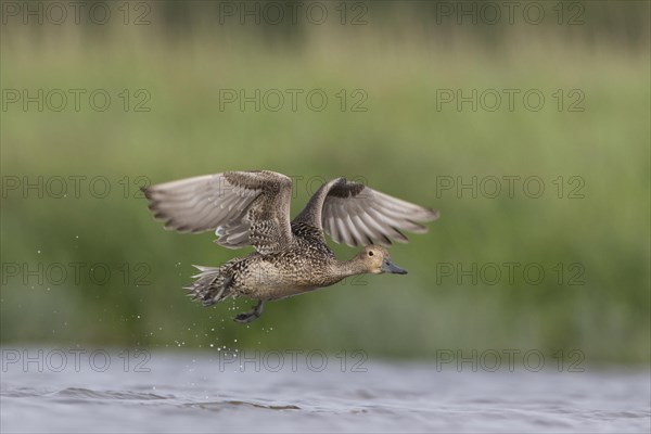 Northern Pintail