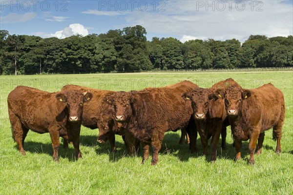 Domestic Cattle