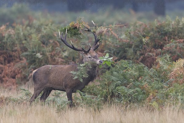 Red Deer