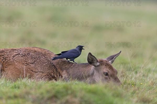 Red Deer