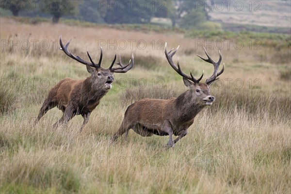 Red Deer