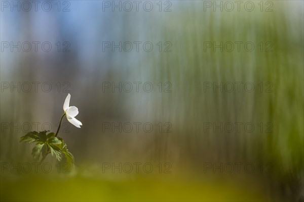 Wood Anemone