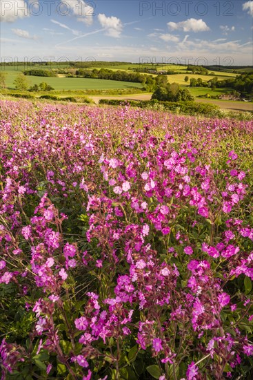 Red Campion