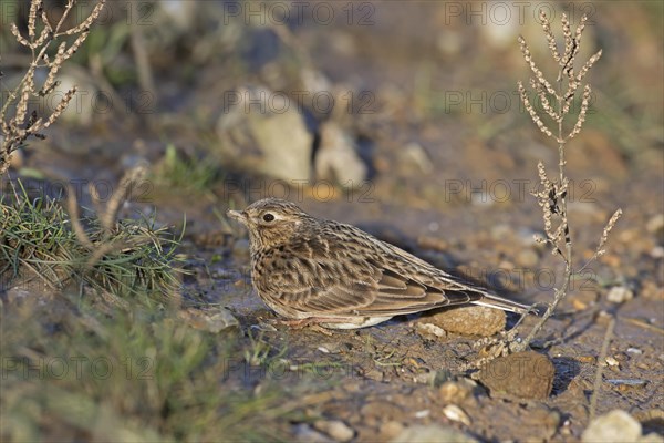 Eurasian Skylark