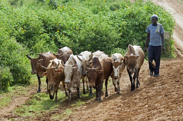 Domestic Cattle