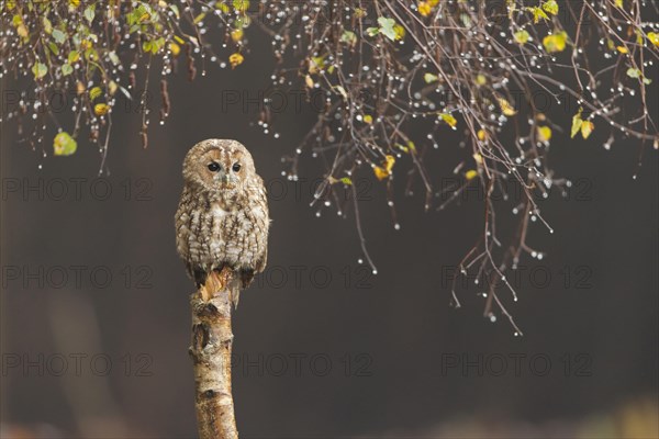 Tawny Owl