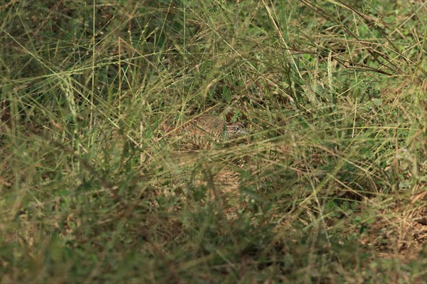 Barred Buttonquail