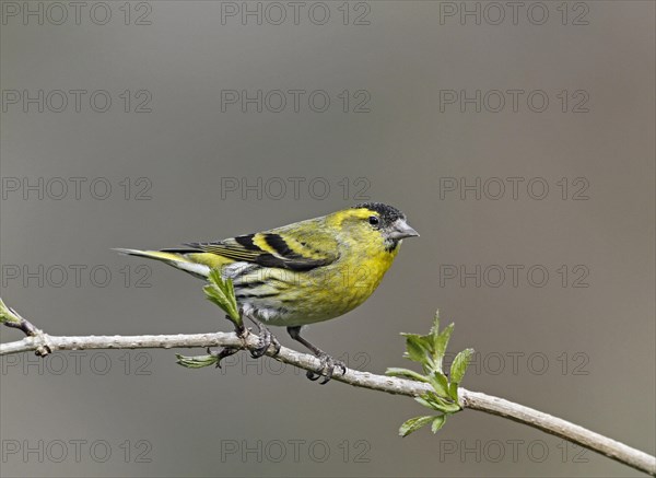 Eurasian Siskin