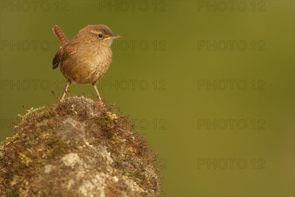 Eurasian Wren