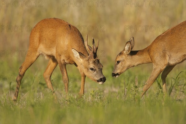 Western Roe Deer