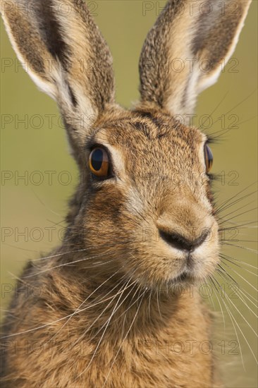 European Hare