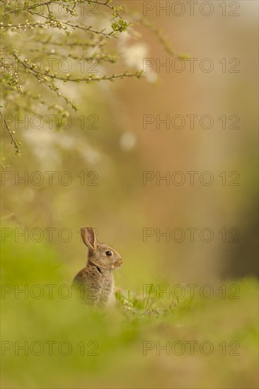 European Rabbit