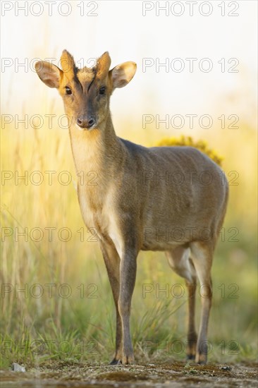 Chinese Muntjac