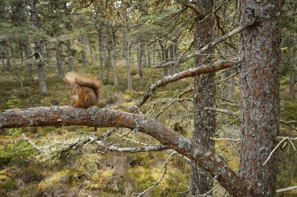 Eurasian Red Squirrel