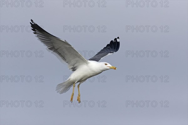 Lesser Black-Backed Gull