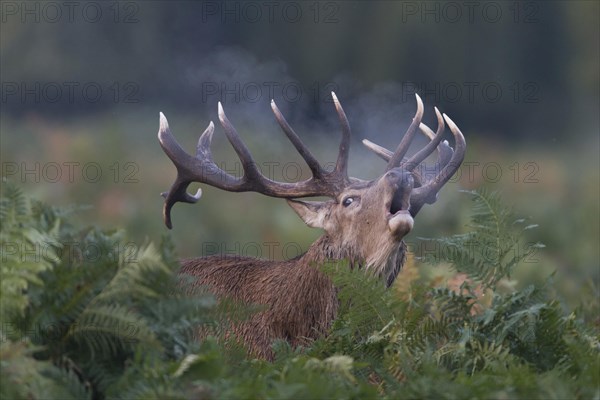 Red Deer