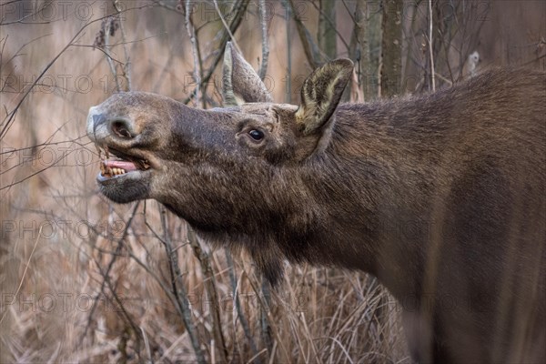 European Elk