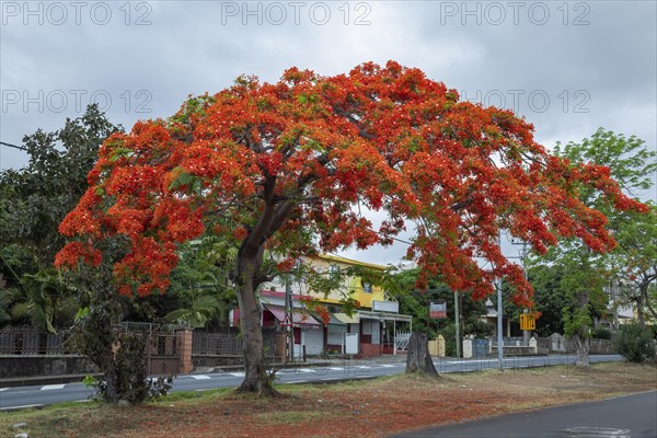 Royal poinciana