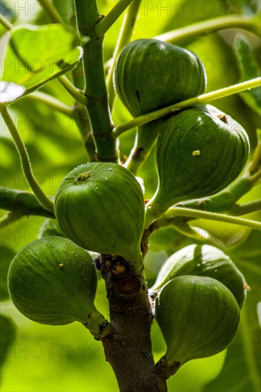 Fig Tree