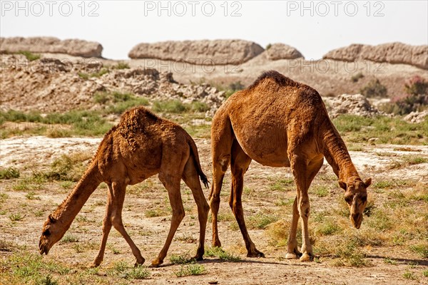 Dromedaries in front of ancient city wall