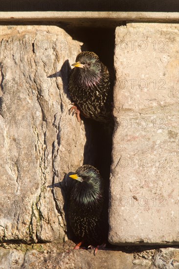 Pair of Common Starlings