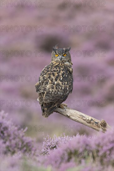 Eurasian Eagle Owl