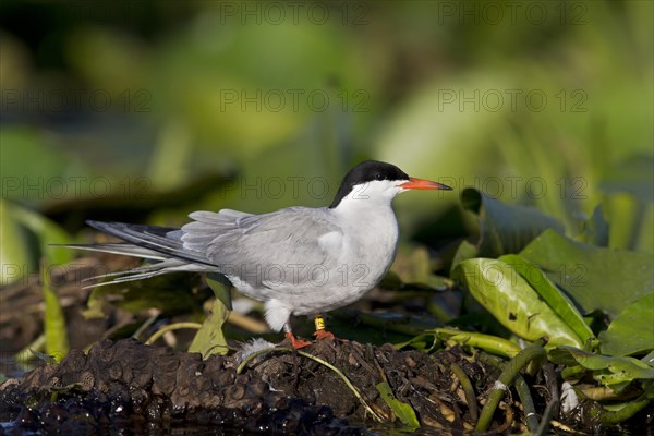 Common Tern