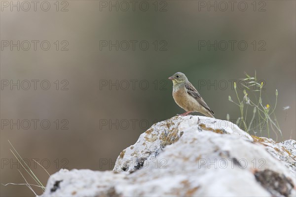 Ortolan Bunting