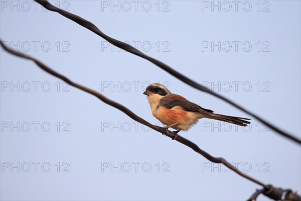 Bay-backed Shrike