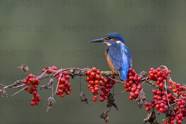 Common Kingfisher