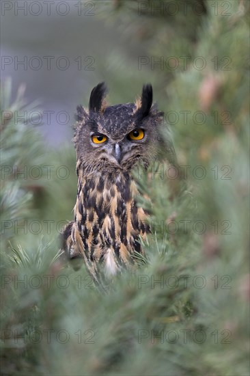 Eurasian Eagle Owl