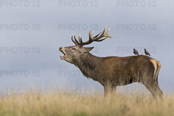 Red Deer