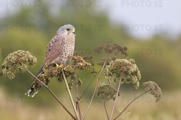 Common Kestrel