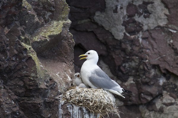 Black-legged Kittiwake