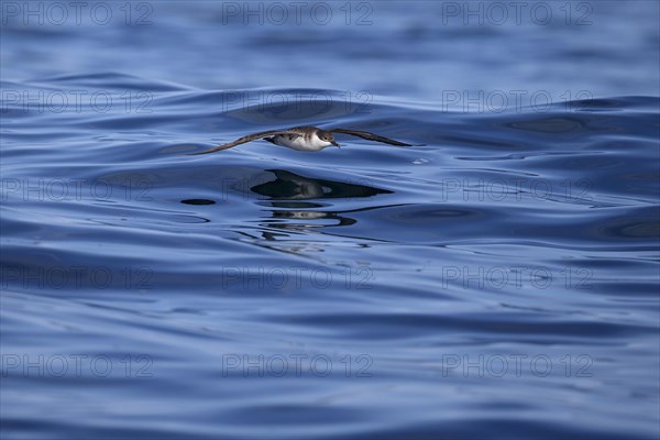 Great Shearwater