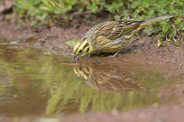 Yellowhammer