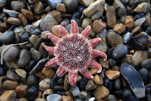 Common Sunstar