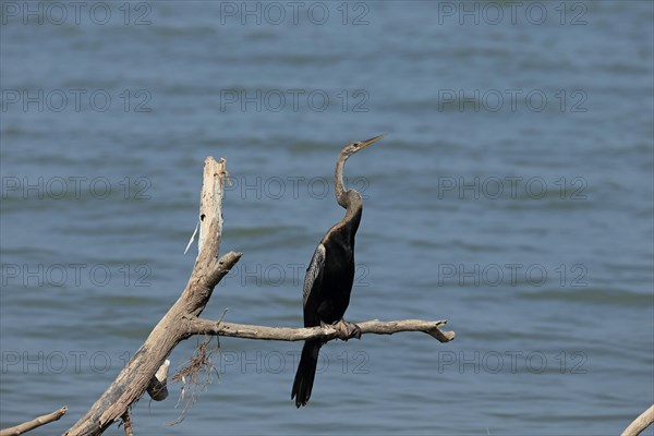 Oriental Darter