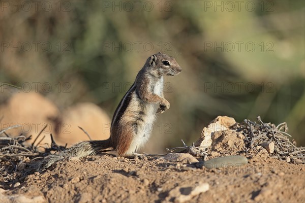 Barbary Ground Squirrel