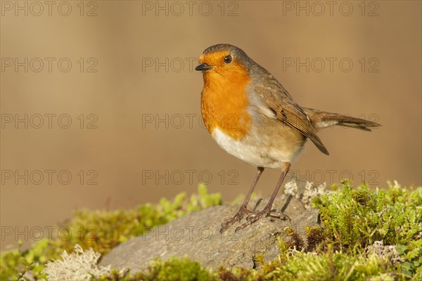 European Robin