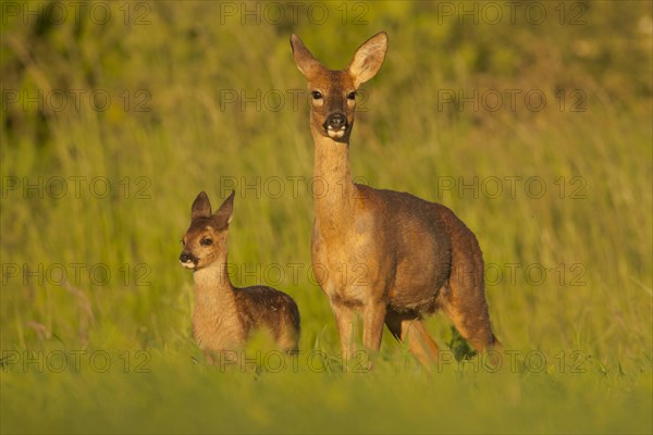 Western Roe Deer