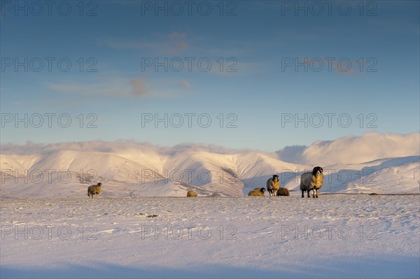 Domestic Sheep