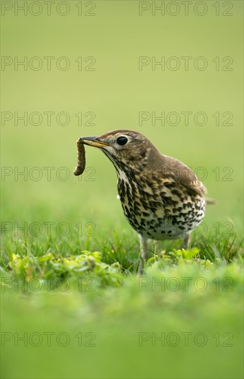 Song Thrush