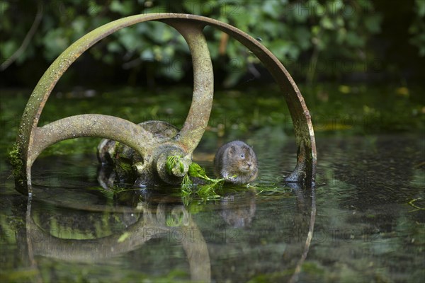 Water Vole