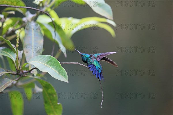 Blue-chinned Sapphire