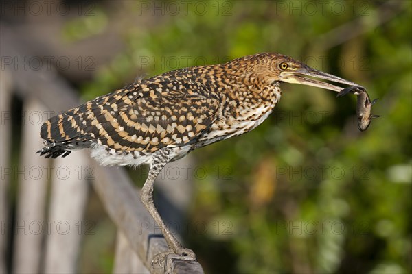 Rufescent Tiger Heron