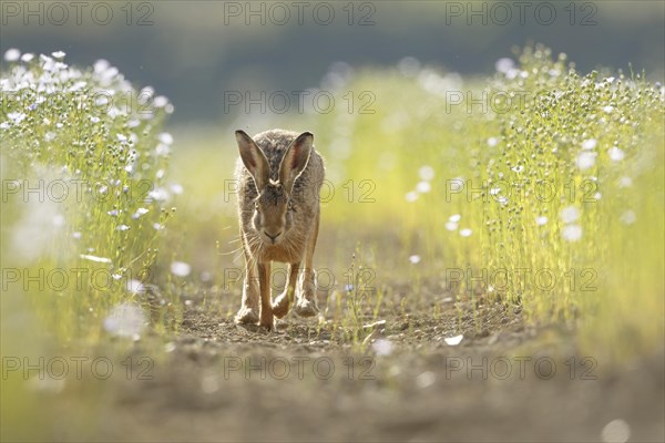 European Hare