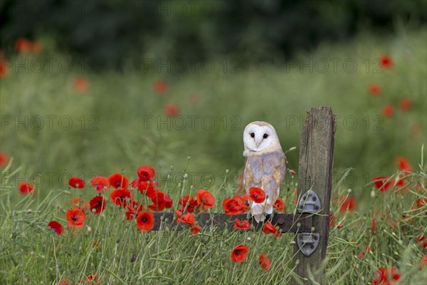 Barn Owl